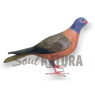 PALOMA-TURQUE-PAJARO-CANARIO - Imagen 3