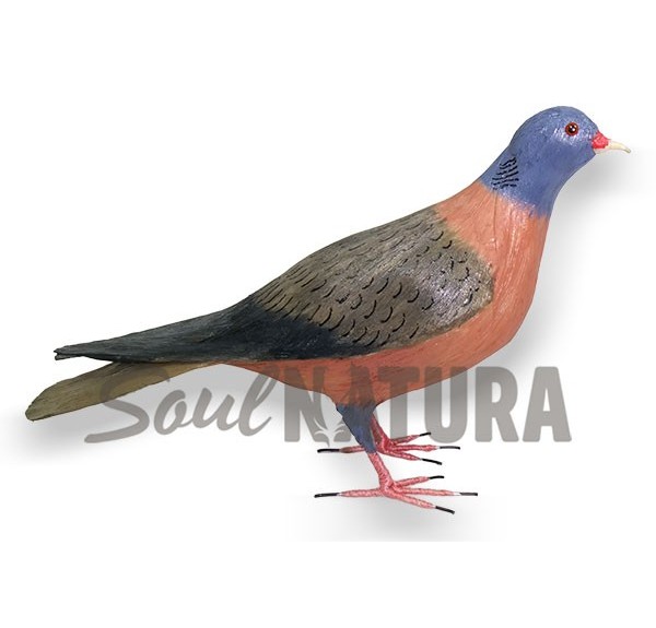 PALOMA-TURQUE-PAJARO-CANARIO - Imagen 3