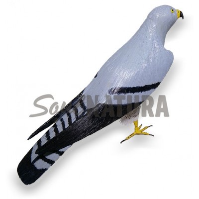 AGUILUCHO CENIZO (Circus pygargus) Pájaro de PITA - Imagen 3