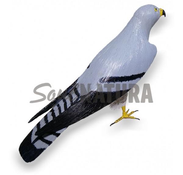 AGUILUCHO CENIZO (Circus pygargus) Pájaro de PITA - Imagen 3