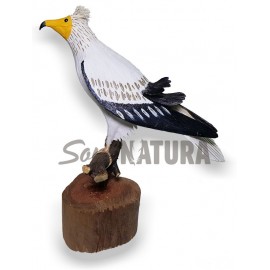 ALIMOCHE (Neophron percnopterus) Pájaro de PITA - Imagen 2