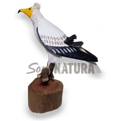 ALIMOCHE (Neophron percnopterus) Pájaro de PITA - Imagen 2