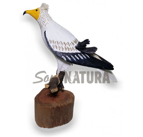 ALIMOCHE (Neophron percnopterus) Pájaro de PITA - Imagen 2