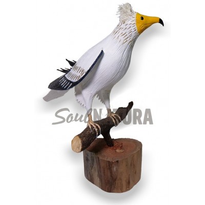 ALIMOCHE (Neophron percnopterus) Pájaro de PITA - Imagen 3