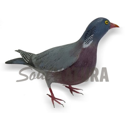 PALOMA TORCAZ (Columba palumbus) Pájaro de PITA - Imagen 2