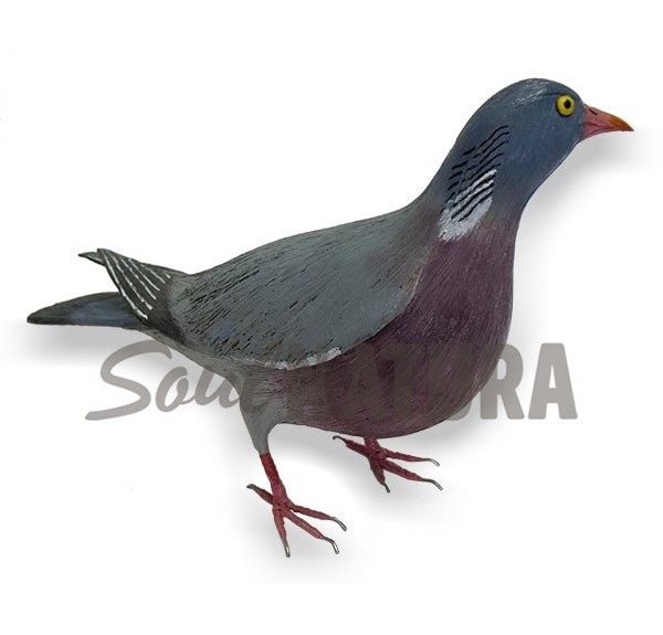 PALOMA TORCAZ (Columba palumbus) Pájaro de PITA - Imagen 2
