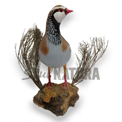 PERDIZ RECLAMO (PÁJARO DE PITA) - Imagen 2