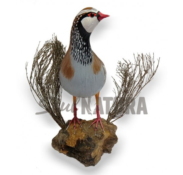 PERDIZ RECLAMO (PÁJARO DE PITA) - Imagen 2