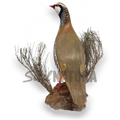 PERDIZ RECLAMO (PÁJARO DE PITA) - Imagen 3