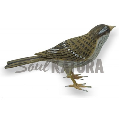 GORRION-CHILLON - Imagen 3