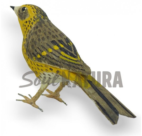 VERDECILLO-Serinus serinus - Imagen 2