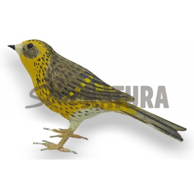 VERDECILLO-Serinus serinus - Imagen 3