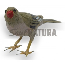 CAMACHUELO TROMPETERO (Bucanetes githagineus) Pájaro de PITA - Imagen 2