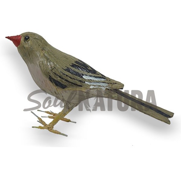 CAMACHUELO TROMPETERO (Bucanetes githagineus) Pájaro de PITA - Imagen 2