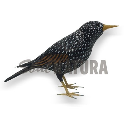 ESTORNINO PINTO (Sturnus vulgaris) Pájaro de PITA - Imagen 2