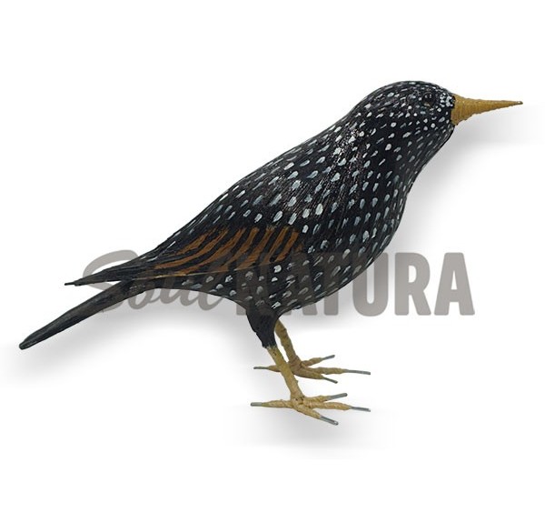 ESTORNINO PINTO (Sturnus vulgaris) Pájaro de PITA - Imagen 2