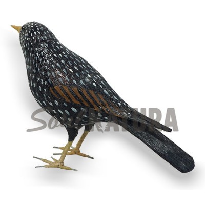 ESTORNINO PINTO (Sturnus vulgaris) Pájaro de PITA - Imagen 3