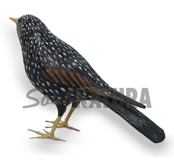 ESTORNINO PINTO (Sturnus vulgaris) Pájaro de PITA - Imagen 3