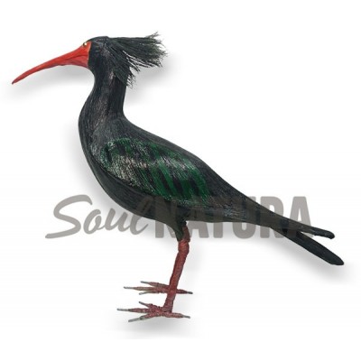 IBIS EREMITA REPLICA - Imagen 2