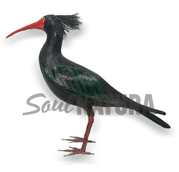 IBIS EREMITA REPLICA - Imagen 2