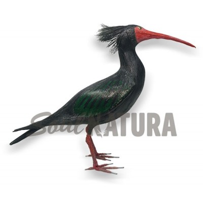 IBIS EREMITA REPLICA - Imagen 3