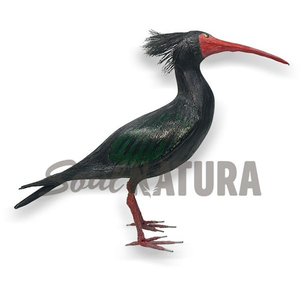 IBIS EREMITA REPLICA - Imagen 3