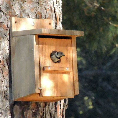 CAJA NIDO PARA CLAVAR - Imagen 2