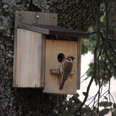 CAJA NIDO PARA CLAVAR - Imagen 4