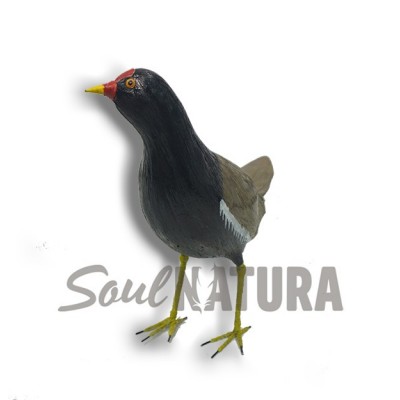 GALLINETA COMÚN (Gallinula chloropus) Pájaro de PITA - Imagen 2