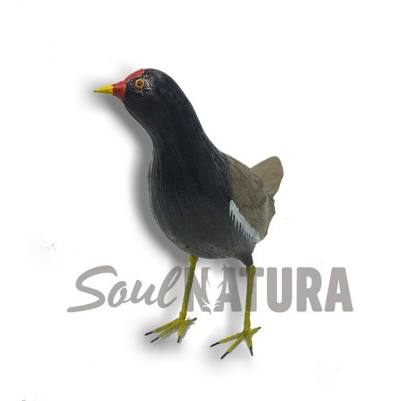 GALLINETA COMÚN (Gallinula chloropus) Pájaro de PITA - Imagen 2