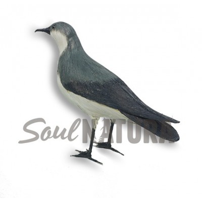 PARDELA PICHONETA replica - Imagen 2