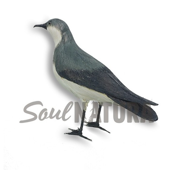 PARDELA PICHONETA replica - Imagen 2