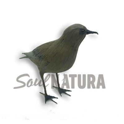 PETREL DE BULWER (Bulweria bulwerii) Pájaro de PITA - Imagen 1