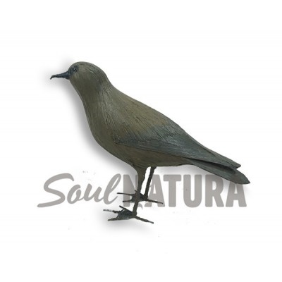 PETREL DE BULWER (Bulweria bulwerii) Pájaro de PITA - Imagen 2