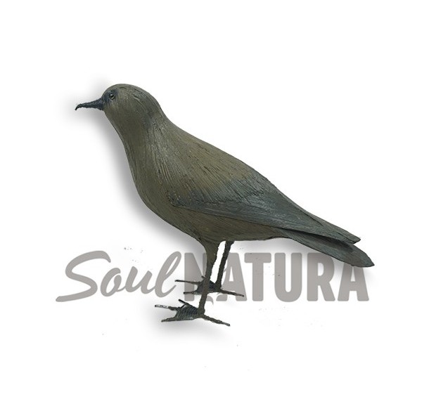 PETREL DE BULWER (Bulweria bulwerii) Pájaro de PITA - Imagen 2