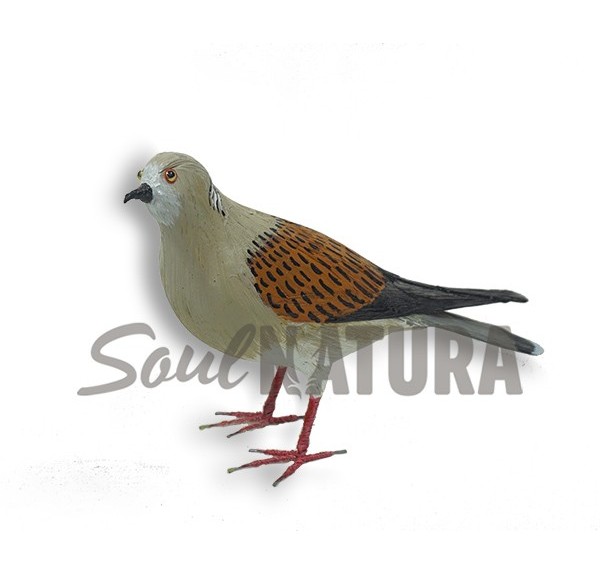 TÓRTOLA EUROPEA Pájaro de PITA - Imagen 2