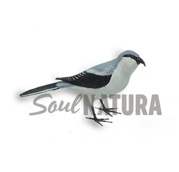 ALCAUDÓN REAL (Lanius meridionalis) Pájaro de PITA - Imagen 1