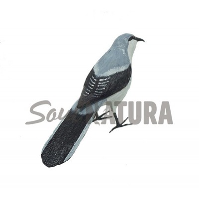 ALCAUDÓN REAL (Lanius meridionalis) Pájaro de PITA - Imagen 2