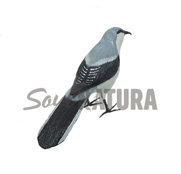 ALCAUDÓN REAL (Lanius meridionalis) Pájaro de PITA - Imagen 2