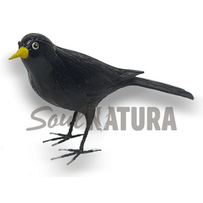 MIRLO COMUN - PAJARO PITA - Imagen 2