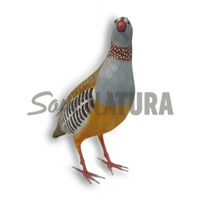 PERDIZ MORUNA (Alectoris barbara) Pájaro de Pita - Imagen 2