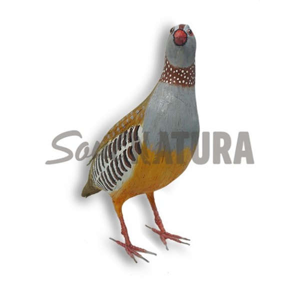 PERDIZ MORUNA (Alectoris barbara) Pájaro de Pita - Imagen 2