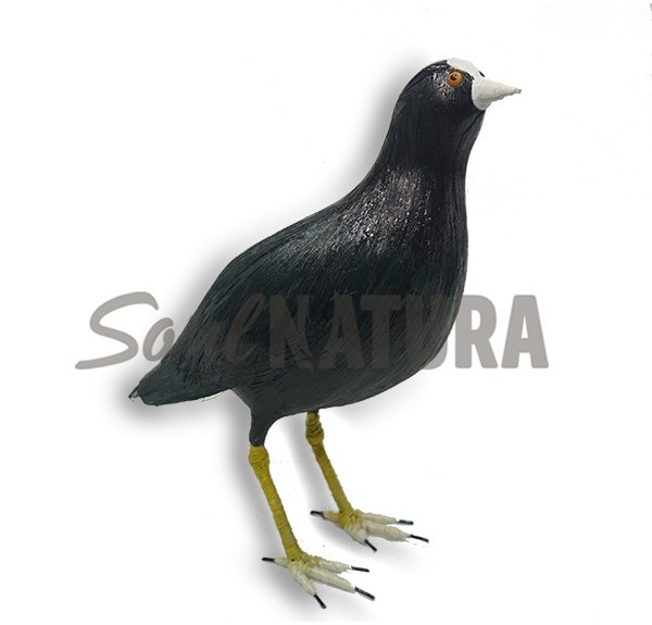 FOCHA COMÚN (Fulica atra) Pájaro de PITA - Imagen 1