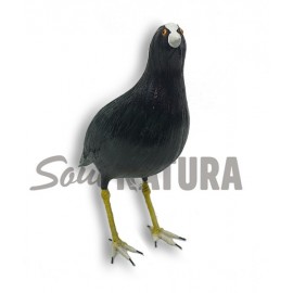 FOCHA COMÚN (Fulica atra) Pájaro de PITA - Imagen 3