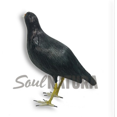 FOCHA COMÚN (Fulica atra) Pájaro de PITA - Imagen 3