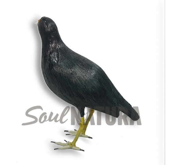 FOCHA COMÚN (Fulica atra) Pájaro de PITA - Imagen 3