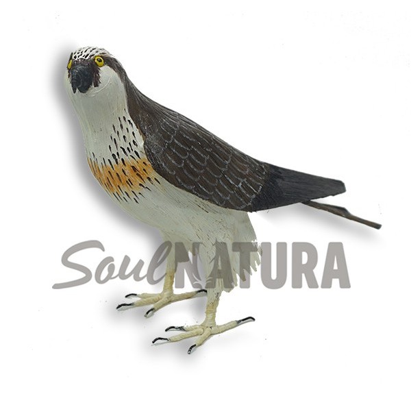 ÁGUILA PESCADORA (Pandion haliaetus) Pájaro de PITA - Imagen 2