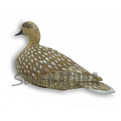 CERCETA PARDILLA (Marmaronetta angustirostris) Pájaro de PITA - Imagen 2