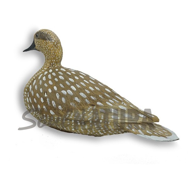 CERCETA PARDILLA (Marmaronetta angustirostris) Pájaro de PITA - Imagen 2