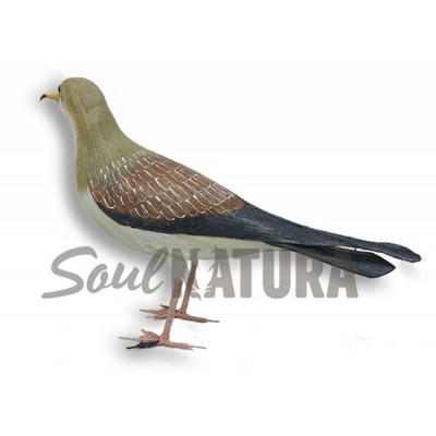 PARDELA CENICIENTA - PITA - Imagen 2